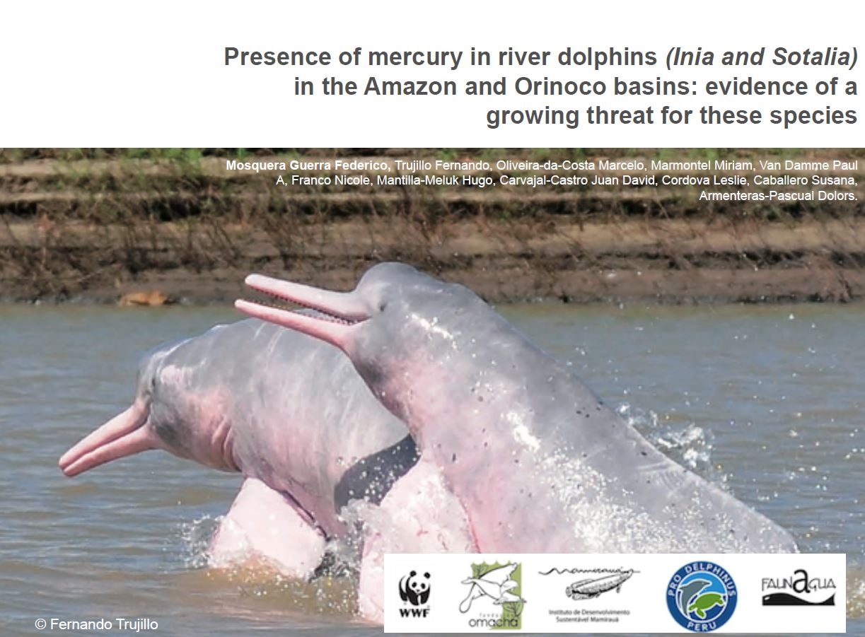 When The Amazon Is On Fire One Of The Many Species Affected Is The Pink River Dolphin Ddrn