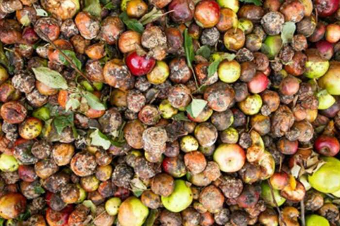 Wasted at Both Ends: How the Global Food System Discards from Farm to Shelf