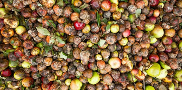Wasted at Both Ends: How the Global Food System Discards from Farm to Shelf