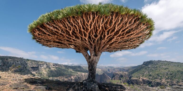 Revisiting the Law of War under Climate Stress: The Case of Yemen